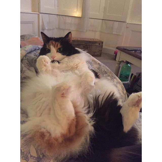 Whadda slut 😻😻😻